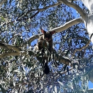 Trichosurus vulpecula at Russell, ACT - 18 Oct 2023 11:31 AM