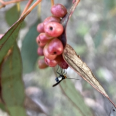 Braconidae (family) at Russell, ACT - 18 Oct 2023 05:34 PM