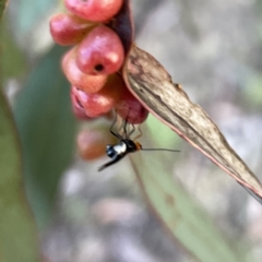 Braconidae (family) at Russell, ACT - 18 Oct 2023 05:34 PM