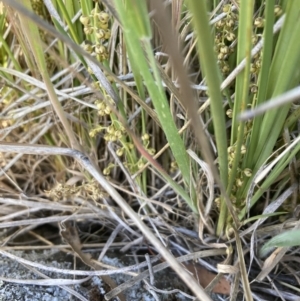 Lomandra filiformis subsp. coriacea at Cook, ACT - 18 Oct 2023