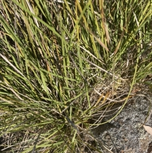 Lomandra filiformis subsp. coriacea at Cook, ACT - 18 Oct 2023