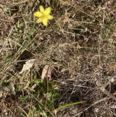 Tricoryne elatior (Yellow Rush Lily) at Mount Painter - 18 Oct 2023 by lyndallh