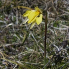 Diuris subalpina (Small Snake Orchid) at Rendezvous Creek, ACT - 18 Oct 2023 by RomanSoroka