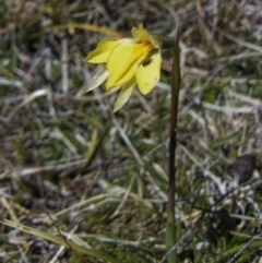 Diuris subalpina (Small Snake Orchid) at Rendezvous Creek, ACT - 17 Oct 2023 by roman_soroka