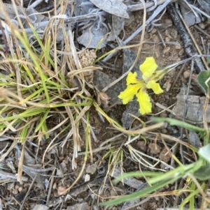 Goodenia hederacea subsp. hederacea at Belconnen, ACT - 18 Oct 2023