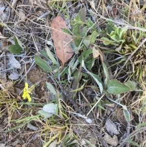 Goodenia hederacea subsp. hederacea at Belconnen, ACT - 18 Oct 2023