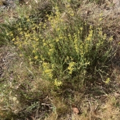 Pimelea curviflora var. sericea (Curved Riceflower) at Belconnen, ACT - 18 Oct 2023 by lyndallh