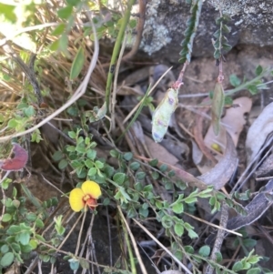 Bossiaea buxifolia at Belconnen, ACT - 18 Oct 2023 05:11 PM