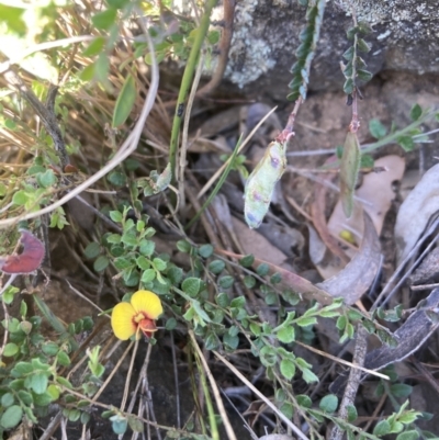 Bossiaea buxifolia (Matted Bossiaea) at Belconnen, ACT - 18 Oct 2023 by lyndallh