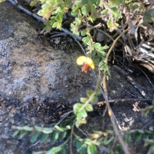 Bossiaea buxifolia at Belconnen, ACT - 18 Oct 2023 05:11 PM