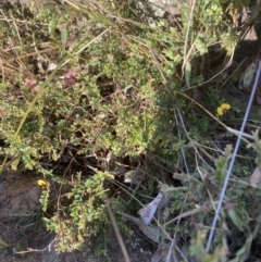 Bossiaea buxifolia at Belconnen, ACT - 18 Oct 2023