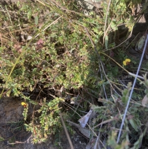 Bossiaea buxifolia at Belconnen, ACT - 18 Oct 2023