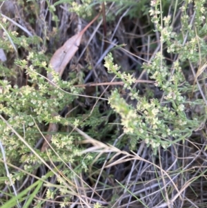 Galium gaudichaudii subsp. gaudichaudii at Belconnen, ACT - 18 Oct 2023