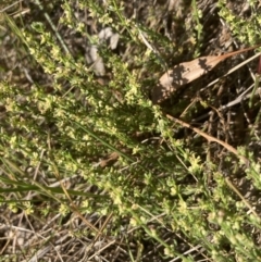 Galium gaudichaudii subsp. gaudichaudii at Belconnen, ACT - 18 Oct 2023 05:06 PM