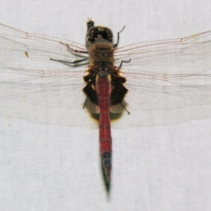 Tramea loewii at Sheldon, QLD - suppressed