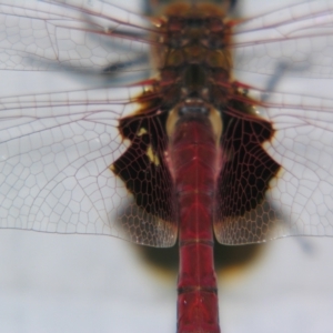 Tramea loewii at Sheldon, QLD - suppressed