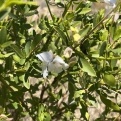 Prostanthera striatiflora (Jockey's Cap, Striped Mint Bush) at Living Desert State Park - 18 Oct 2023 by Ange