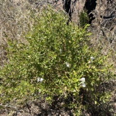 Prostanthera striatiflora at Broken Hill, NSW - 18 Oct 2023