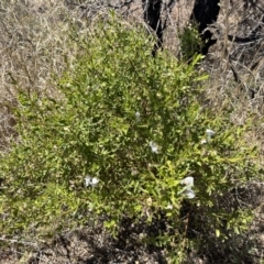 Prostanthera striatiflora at Broken Hill, NSW - 18 Oct 2023 12:08 PM