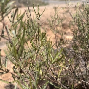 Dodonaea lobulata at Broken Hill, NSW - 18 Oct 2023 12:12 PM