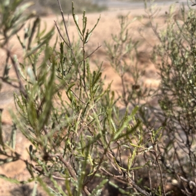 Dodonaea lobulata at Living Desert State Park - 18 Oct 2023 by Ange