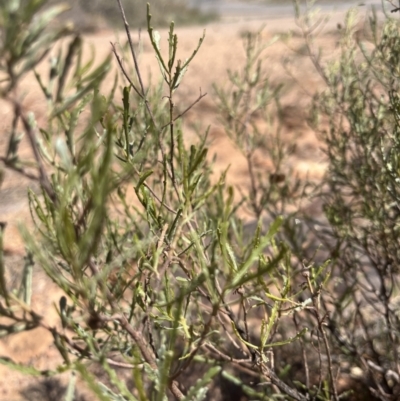 Dodonaea lobulata at Broken Hill, NSW - 18 Oct 2023 by Ange