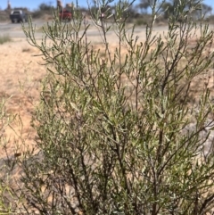 Dodonaea lobulata at Broken Hill, NSW - 18 Oct 2023 12:12 PM