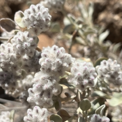 Ptilotus obovatus (Cotton Bush) at Living Desert State Park - 18 Oct 2023 by Ange