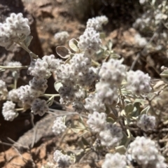 Ptilotus obovatus at Broken Hill, NSW - 18 Oct 2023 12:13 PM