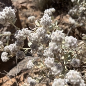 Ptilotus obovatus at Broken Hill, NSW - 18 Oct 2023