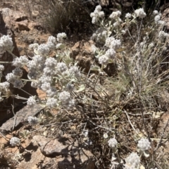 Ptilotus obovatus at Broken Hill, NSW - 18 Oct 2023