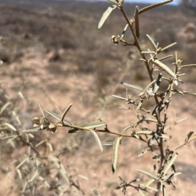 Sida petrophila at Broken Hill, NSW - 18 Oct 2023 by Ange