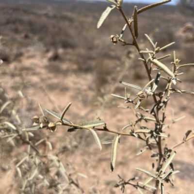Sida petrophila at Living Desert State Park - 18 Oct 2023 by Ange