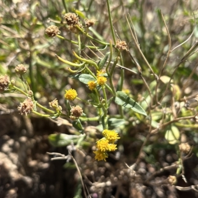 Calotis latiuscula at Broken Hill, NSW - 18 Oct 2023 by Ange