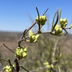 Unverified Other Wildflower or Herb at Broken Hill, NSW - 18 Oct 2023 by Ange