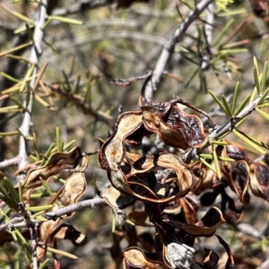 Acacia tetragonophylla at Broken Hill, NSW - 18 Oct 2023