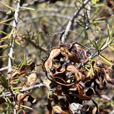 Acacia tetragonophylla (Dead Finish, Kurara) at Living Desert State Park - 18 Oct 2023 by Ange