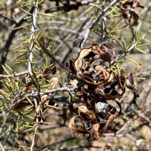 Acacia tetragonophylla at Broken Hill, NSW - 18 Oct 2023