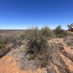 Acacia tetragonophylla at Broken Hill, NSW - 18 Oct 2023