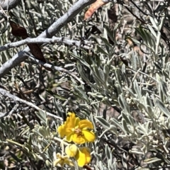 Senna artemisioides (Silver Senna, Silver Cassia) at Living Desert State Park - 18 Oct 2023 by Ange