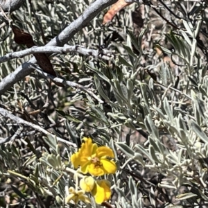 Senna artemisioides at Broken Hill, NSW - 18 Oct 2023