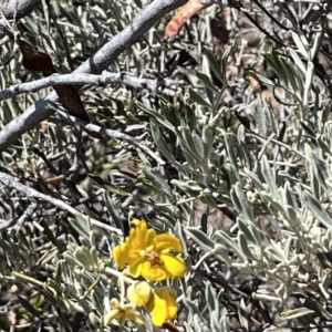 Senna artemisioides at Broken Hill, NSW - 18 Oct 2023 12:25 PM