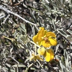 Senna artemisioides at Broken Hill, NSW - 18 Oct 2023 12:25 PM