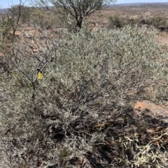 Senna artemisioides at Broken Hill, NSW - 18 Oct 2023 12:25 PM