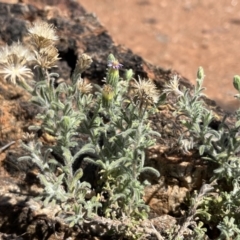 Vittadinia megacephala (Giant-head New Holland Daisy) at Broken Hill, NSW - 18 Oct 2023 by Ange