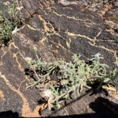 Vittadinia megacephala at Broken Hill, NSW - 18 Oct 2023