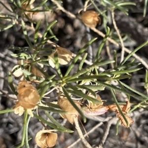 Eremophila alternifolia at Broken Hill, NSW - 18 Oct 2023 12:28 PM