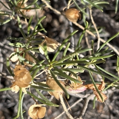 Eremophila alternifolia (Narrow-Leaved Fuchsia Bush) at Broken Hill, NSW - 18 Oct 2023 by Ange