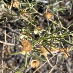 Eremophila alternifolia at Broken Hill, NSW - 18 Oct 2023