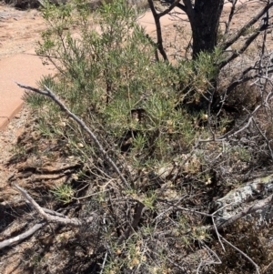 Eremophila alternifolia at Broken Hill, NSW - 18 Oct 2023